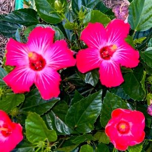 Live show!! Steals and deals!!!